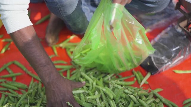 Packing fresh green peas into plastic bag, filling green matar in polythene at market, vegetable vendor bagging green peas, sorting and packing fresh pea pods stock video.
