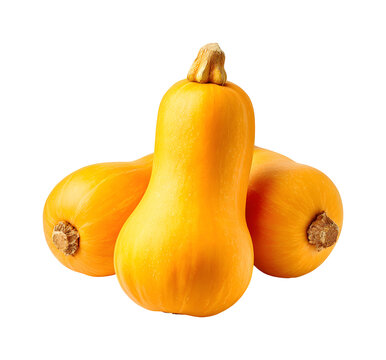 Fresh organic butternut squash vegetable isolated on transparent background