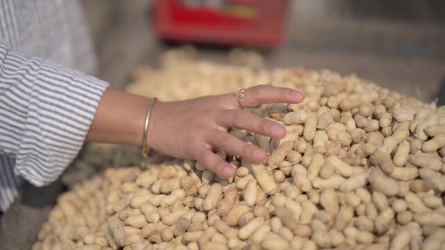 Woman checking fresh peanuts, Female hand sorting peanuts, Peanut quality inspection process, Woman touching raw groundnuts stock video.