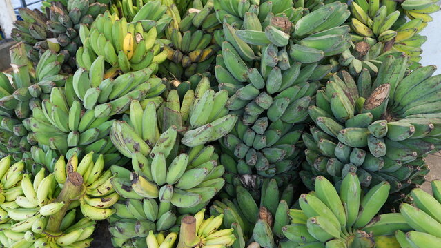 Several bunches of unripe saba bananas with bright green skin, freshly harvested and naturally clustered. Tropical agriculture concept, raw cooking bananas, organic produce, healthy food background.