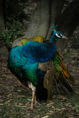 Fototapeta premium Peacock Portrait / Iridescent Plumage Detail