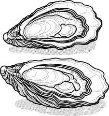 Detailed Line of Open Oysters a White Background shellfish seafood © Sayeed