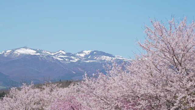 残雪の残る安達太良山と桜