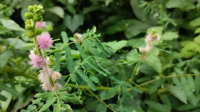 Mimosa pudica (Sensitive Plant) flower blooming in the garden. Although often considered a weed, Mimosa pudica has various traditional and pharmacological health benefits