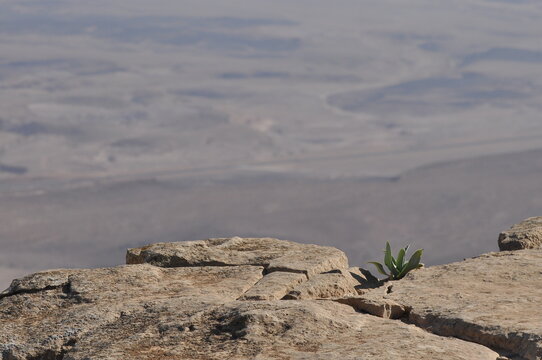 Dry landscape with resilient plant growing on rocky ledge in remote area during bright daylight