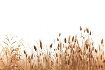 Fototapeta premium Natural brown meadow border outdoors nature.
