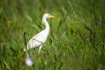 Fototapeta premium A great egret (Ardea alba) walking through a field looking for food