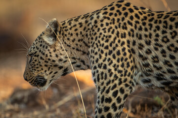 Fototapeta premium A leopard (Panthera pardus) walking through the African bush in the early morning sun