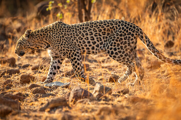 A leopard (Panthera pardus) walking through the African bush in the early morning sun © Tyrone