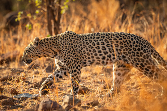 A leopard (Panthera pardus) walking through the African bush in the early morning sun