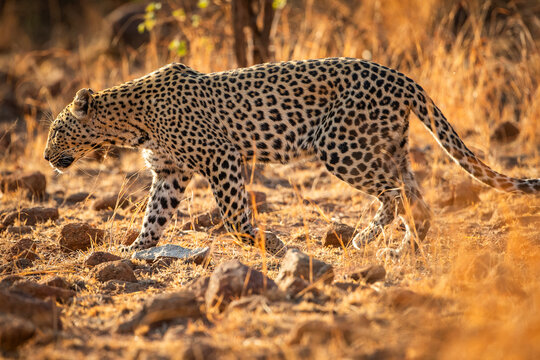 A leopard (Panthera pardus) walking through the African bush in the early morning sun