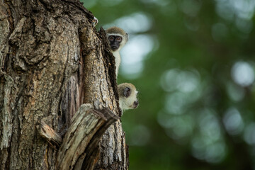 Fototapeta premium Two curious vervet monkeys (Chlorocebus pygerythrus) peek out from behind a tree