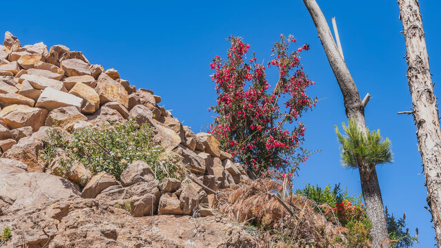 The rocky hillside diagonally. Against the clear blue sky, a flowering bush Cantua buxifolia, flor del Inca, unofficial national flower Peru emblems. Bright pink tubular inflorescences, green leaves