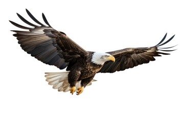 Fototapeta premium Animal flying eagle bird.