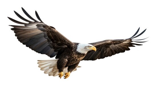 Animal flying eagle bird.