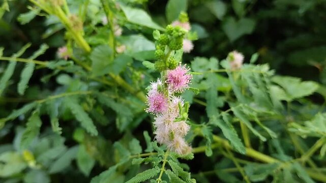 Mimosa pudica (Sensitive Plant) flower blooming in the garden. Although often considered a weed, Mimosa pudica has various traditional and pharmacological health benefits