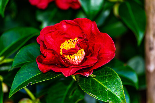 red rose bud