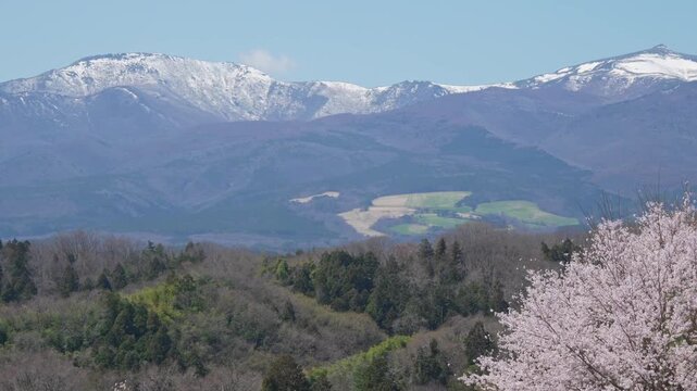 残雪の残る安達太良山と桜（山から桜へパン）