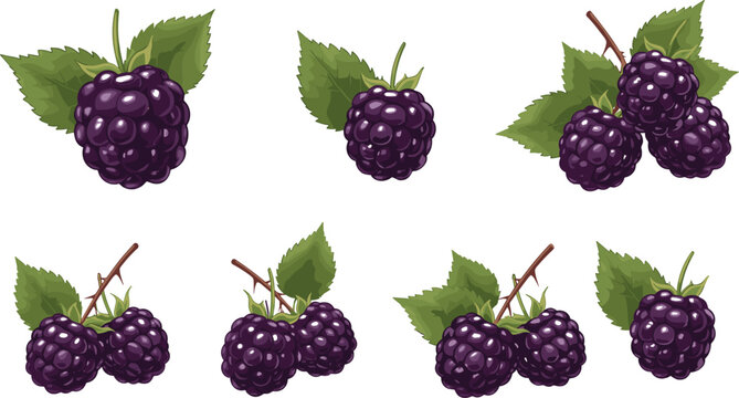 Cartoon vector illustration of blackberries with green leaves showing ripe fruit clusters botanical food and nutrition design