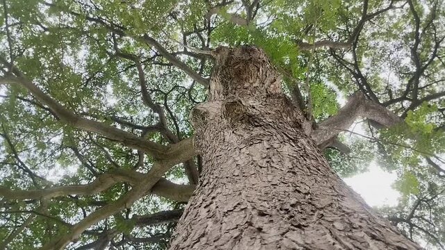 An Alstonia scholaris tree with dense green leaves and textured bark. The majestic Pule tree canopy against a clear sky is perfect for a nature backdrop