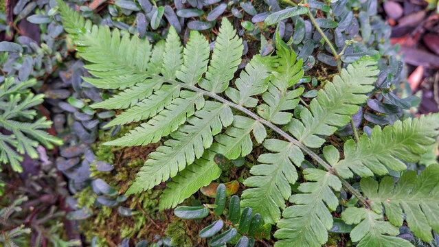 Lush Green Ferns and Moss on Tree Trunk in Forest, Detailed View of Wild Epiphytes and Green Foliage