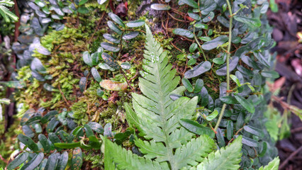 Lush Green Ferns and Moss on Tree Trunk in Forest, Detailed View of Wild Epiphytes and Green Foliage © katakaneh