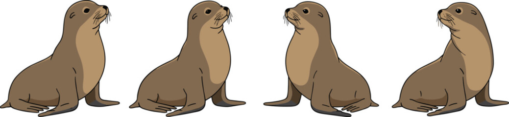 Cartoon vector illustration of sea lions sitting upright showing marine animal posture, anatomy and wildlife design © MST