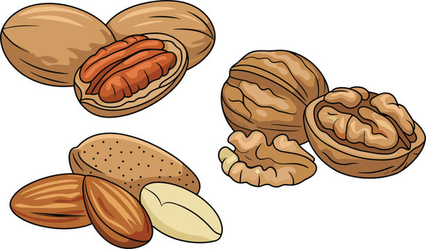 Nuts collection set, pecan walnut almond vector illustration for healthy snack, organic food