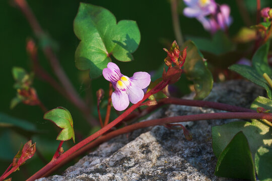 Cymbalaria muralis  Kenilworth-ivy, Ivy-leaf flower petals color