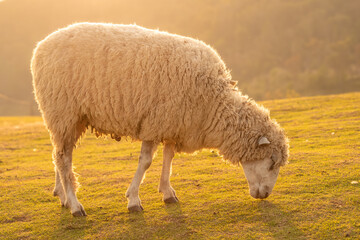 Fototapeta premium A fluffy white sheep grazes peacefully in a sun-kissed pasture during the golden hour. Its thick wool coat glows warmly as it feeds on vibrant green grass, evoking a sense of tranquil farm life and