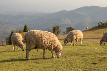Obraz premium Flock of fluffy sheep peacefully grazing on a vibrant hillside pasture with majestic rolling mountains in the distance during golden hour. A serene pastoral landscape showcasing farm life and nature's