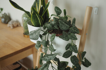 Plants growing on a wooden shelf in a home environment