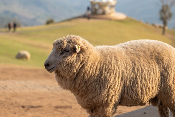 Fototapeta premium A shaggy sheep with a yellow ear tag stands peacefully in profile, illuminated by golden hour light against a blurred backdrop of grassy hills and a distant white pavilion, embodying tranquil farm