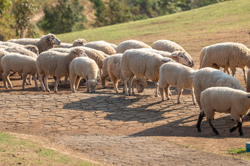 Obraz premium A large flock of woolly sheep gracefully ambles along a rustic stone-paved path, casting long shadows under the warm sunlight. These domestic livestock are enjoying their day in a serene pastoral