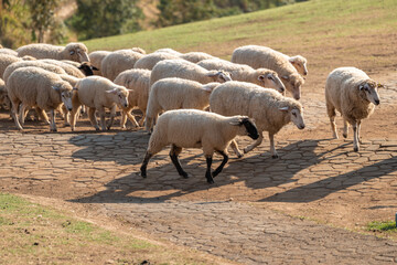 Fototapeta premium A large flock of fluffy white sheep walks along a rustic paved pathway on a sunny day, with grassy hills in the background. A lone sheep with a black head leads the way.