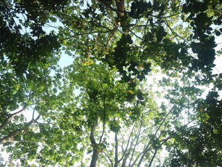 Fototapeta premium Uplifting perspective viewing a vibrant emerald green canopy, abundant lush leaves softly filter bright sunlight, creating a tranquil and refreshing natural spectacle