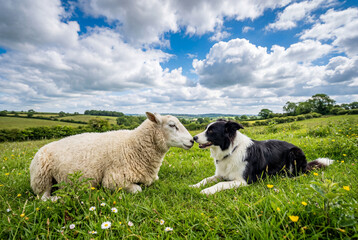Fototapeta premium White sheep and border collie dog touching noses in a pasture