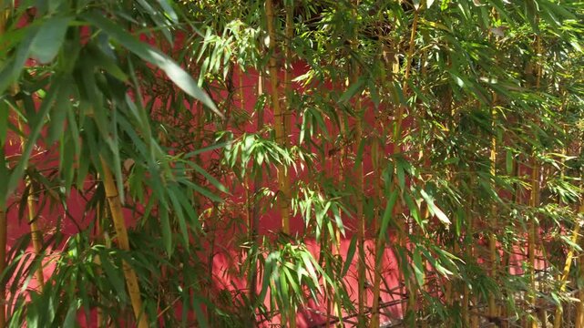 Red walls and lush bamboo complement each other's scenery