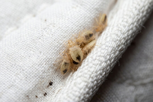 Several translucent bed bug nymphs cluster tightly along the fabric seam of a white mattress