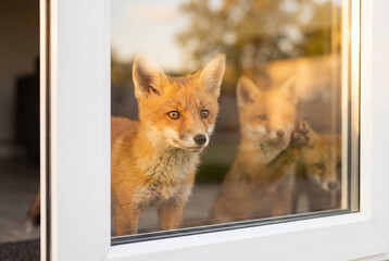Fototapeta premium Three curious wild red fox cubs looking inside a house through a glass patio door