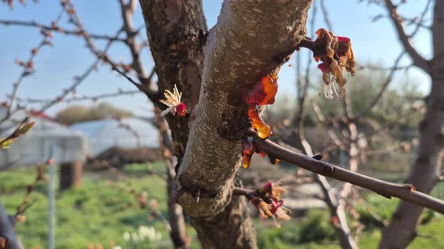 Close-up of a fruit tree branch with amber-colored sap oozing from a wound, a process known as gummosis. Wilted blossoms are visible against a blurred garden and blue sky background.