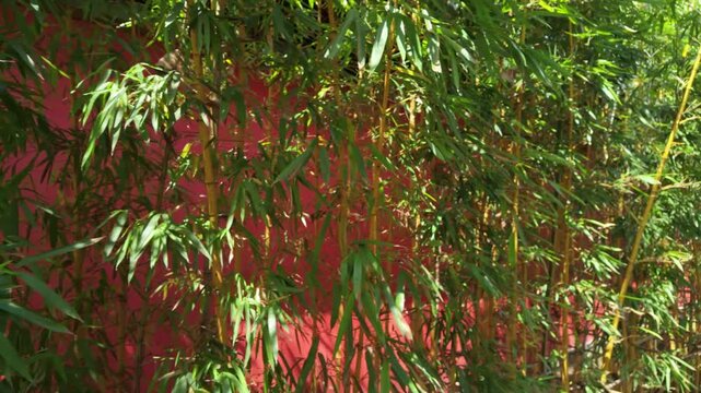 Red walls and lush bamboo complement each other's scenery
