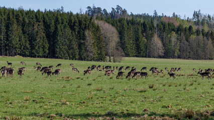 Damwild (Dama dama) © Rolf Müller