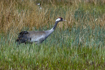 Fototapeta premium Kranich (Grus grus)