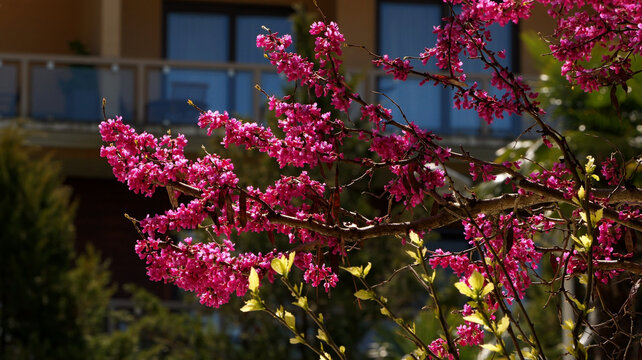 The photo shows young spring flowers and leaves of Cercis siliquastrum