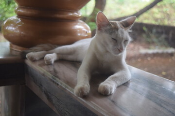 white cat © venkatesh