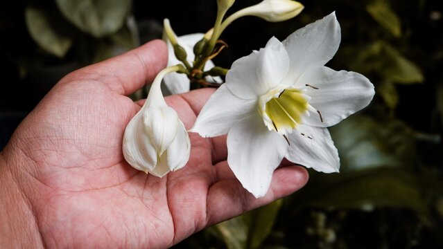 A delicate white Amazon lily held gently in a person's hand. This elegant botanical shot highlights the purity and intricate detail of a blooming Eucharis flower in a lush garden setting.