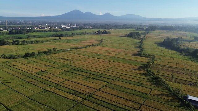 tunning Aerial View of Rice Fields with Mountain Range at Sunrise - 4K, Mount Batukaru, mount batukau