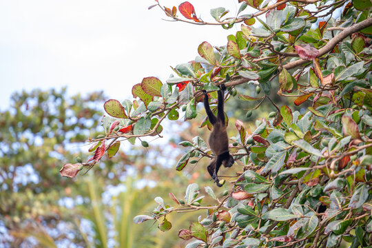 Young mantled howler monkey (Alouatta palliata) hanging by its tail while holding a tropical almond. Manzanillo, Limon, Costa Rica.