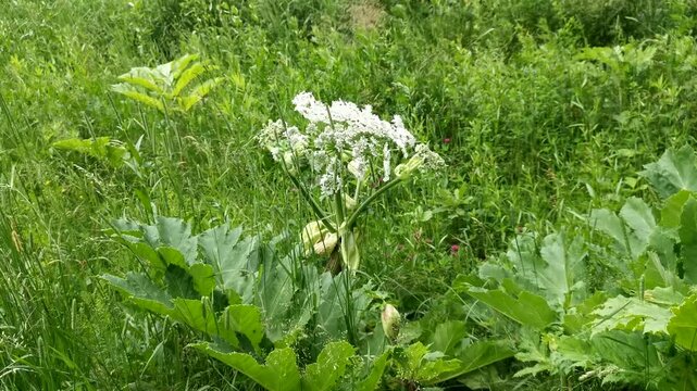 Hogweed Heraculum toxic harmful plant close-up. Weed around the houses. Flowering in June of a dangerous plant. Destruction and treatment of territories from parasites. Shooting wild weed plantations